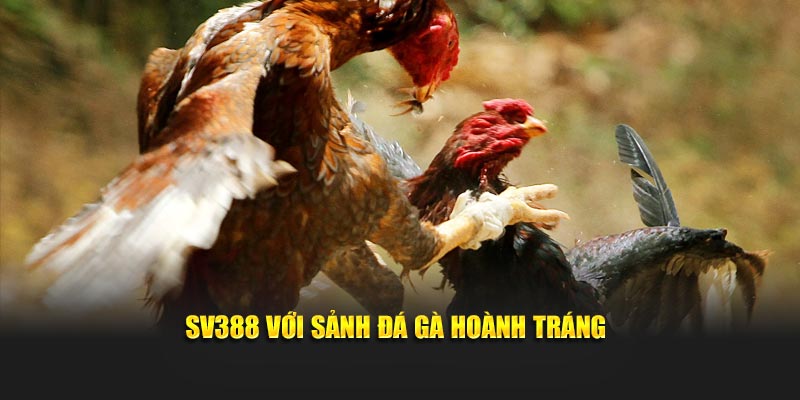 SV388 với sảnh đá gà hoành tráng